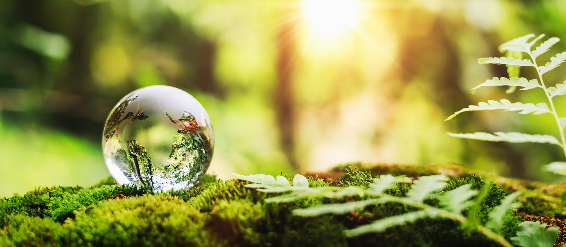 Photo d'une boule de Crystal sur fond de foret
