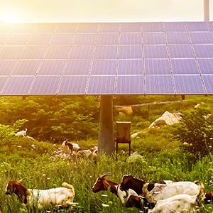 Photo de panneaux solaires dans un champ avec des moutons