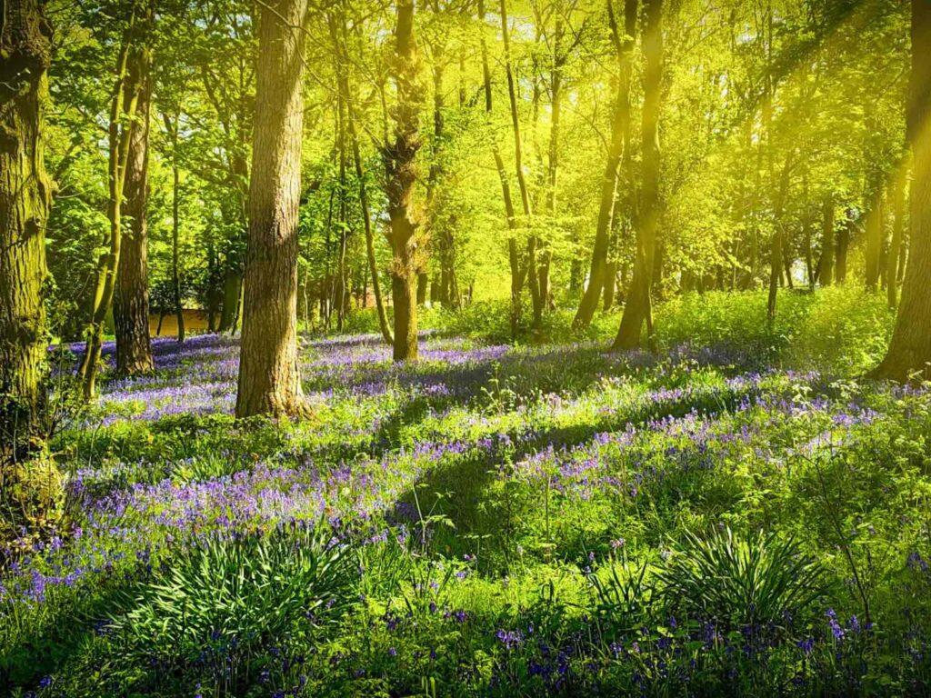 Article : ICPE métiers du bois