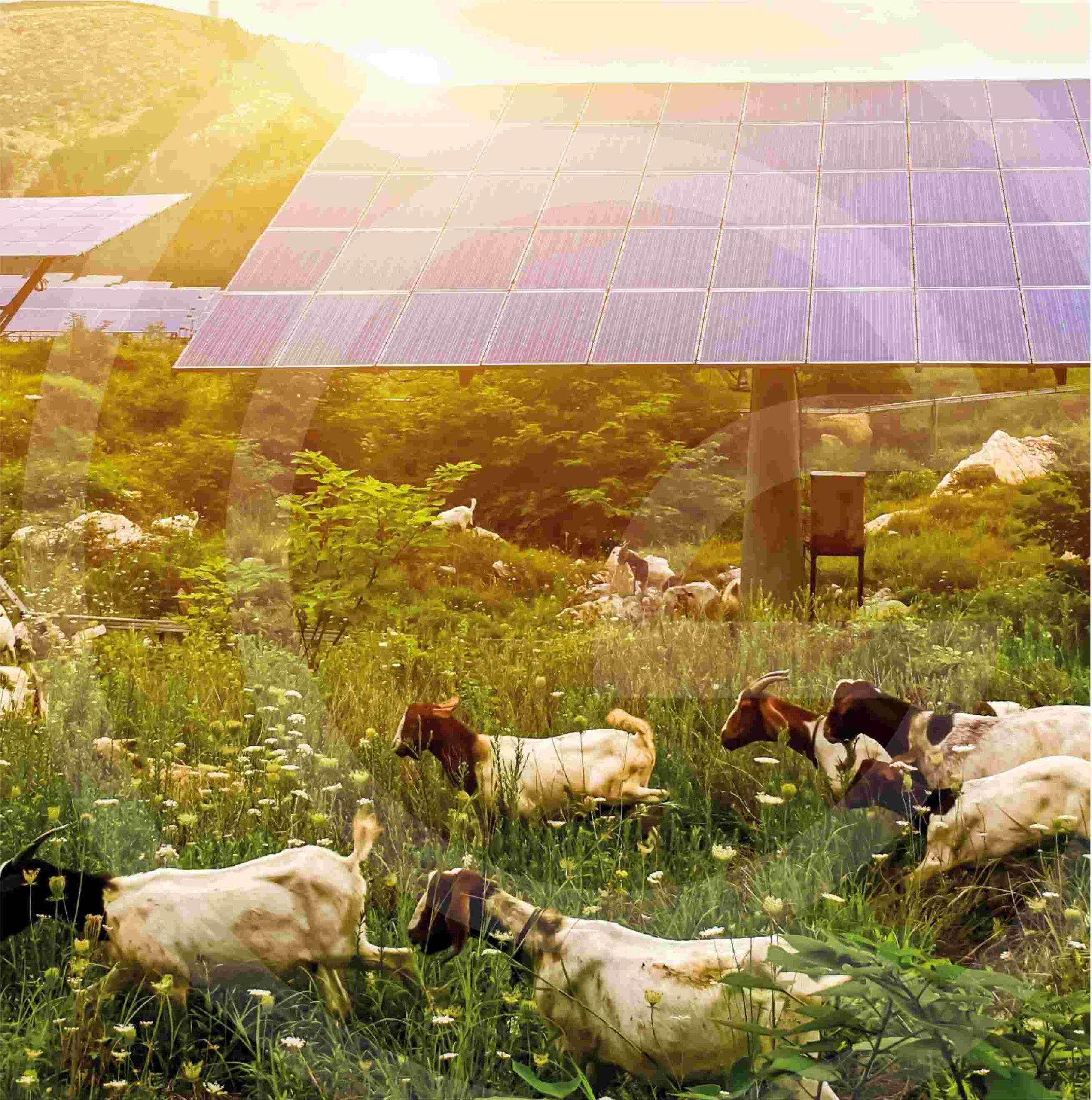 Article : Agrivoltaïsme : qu’est-ce que c’est ?