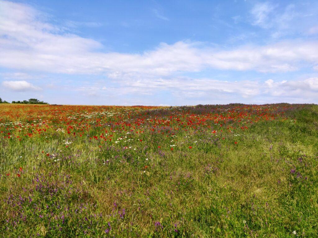 Hiérarchie des normes urbanisme
